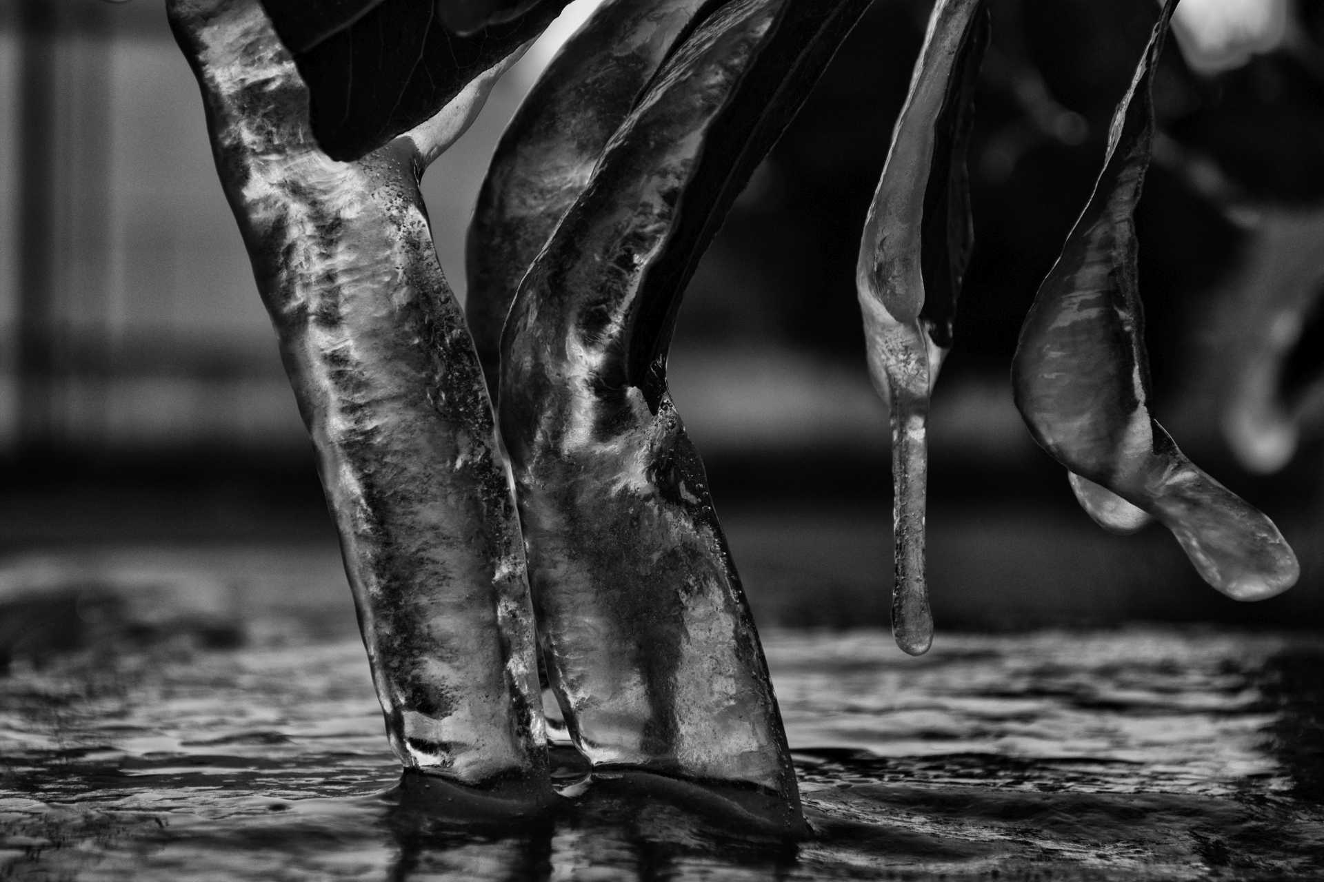 Sculture naturali di ghiaccio a Ostia